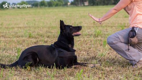 köpek eğitimleri ustamgeliyor.jpg