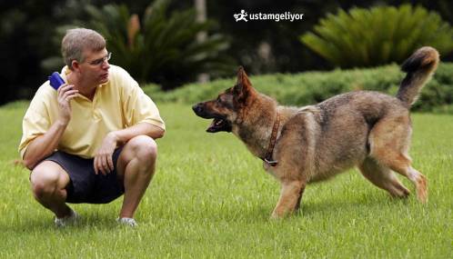 köpek eğitimi.jpg