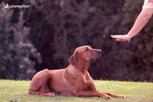 köpek eğitimleri ustamgeliyor.jpg